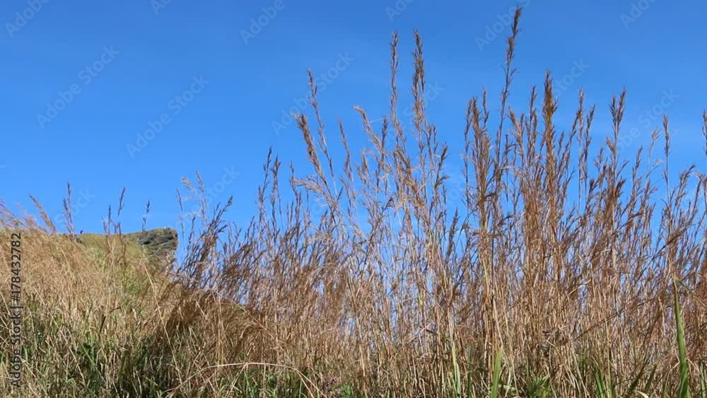 close-up of long grass moving in wind with mountain scene