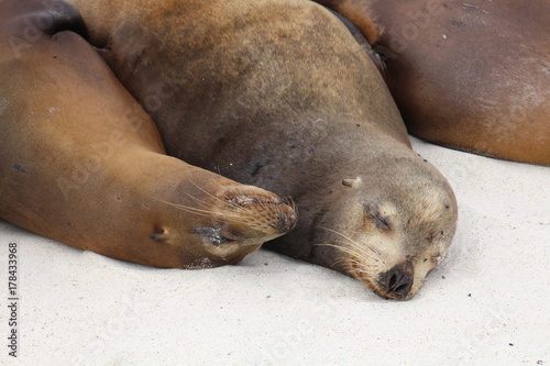 Galapagos-Seelöwe