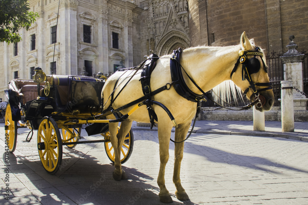 White horse with a cart for passengers in the historic center of the European city.