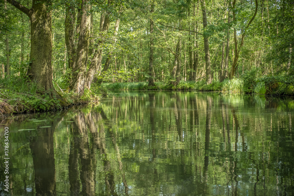 Bäume spiegeln sich im Wasser der Spree (Lübbenau)