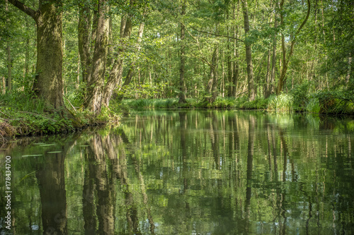 Fototapeta Naklejka Na Ścianę i Meble -  Bäume spiegeln sich im Wasser der Spree (Lübbenau)