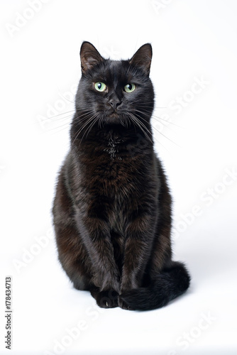 Fototapeta Naklejka Na Ścianę i Meble -  Portrait of a young black cat on white background