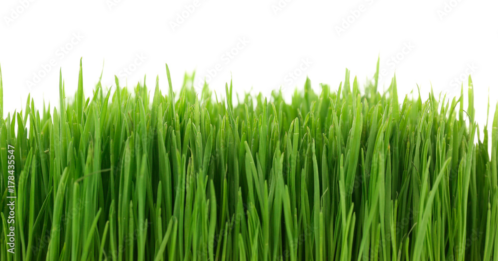 Healthy fresh wheat grass on white background, closeup Healthy fresh wheat grass on white background, closeup