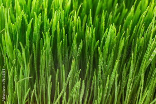 Healthy fresh wheat grass, closeup