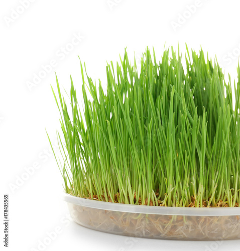 Healthy fresh wheat grass in container on white background