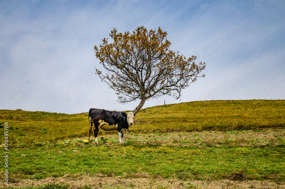 Ukrainian Carpathian Mountains in the autumn season