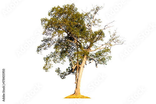 tropical tree in asia  isolated on white background