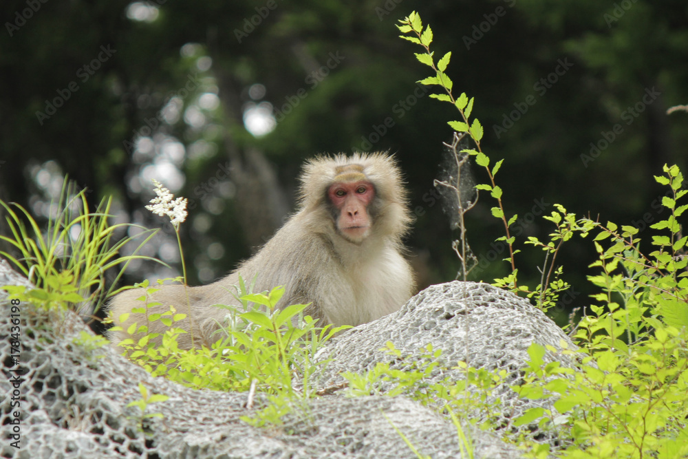 山猿」の写真素材 | 25件の無料イラスト画像 | Adobe Stock