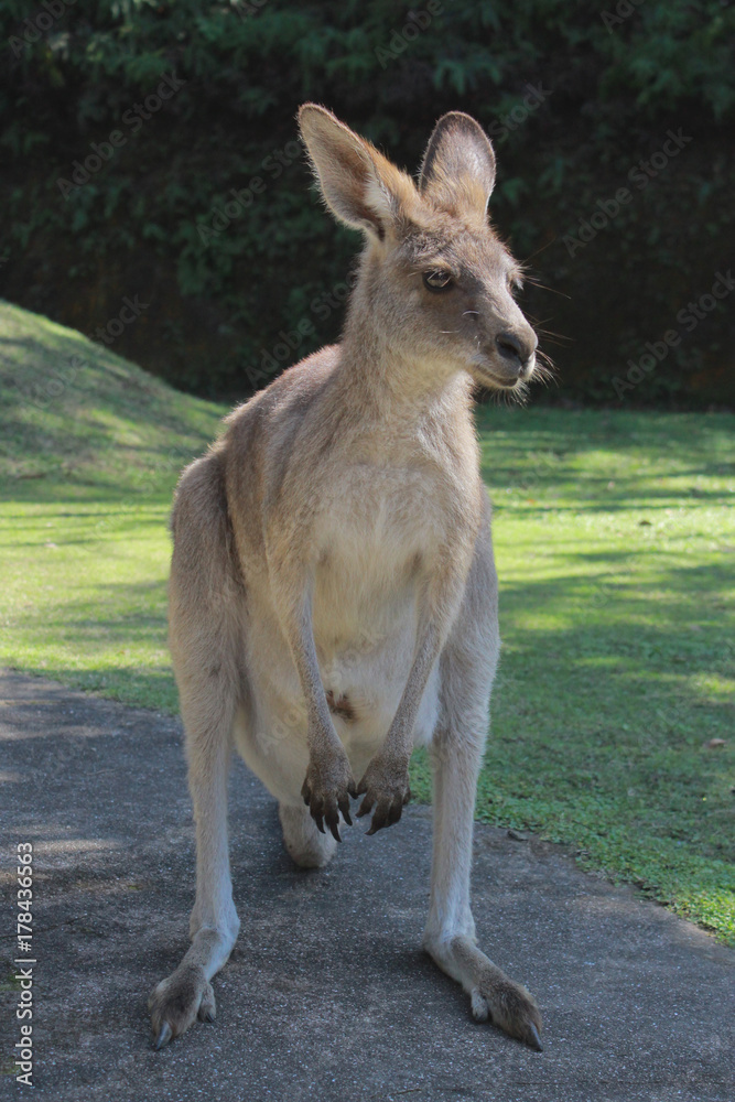 正面カンガルー