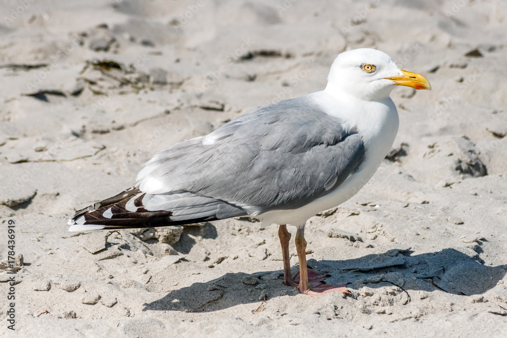 Möwe Möwe