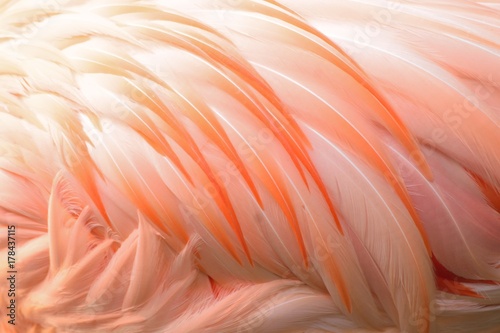Macro texture of Flamingo bird feathers in horizontal frame