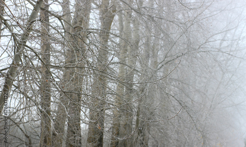 frosted trees in the mist