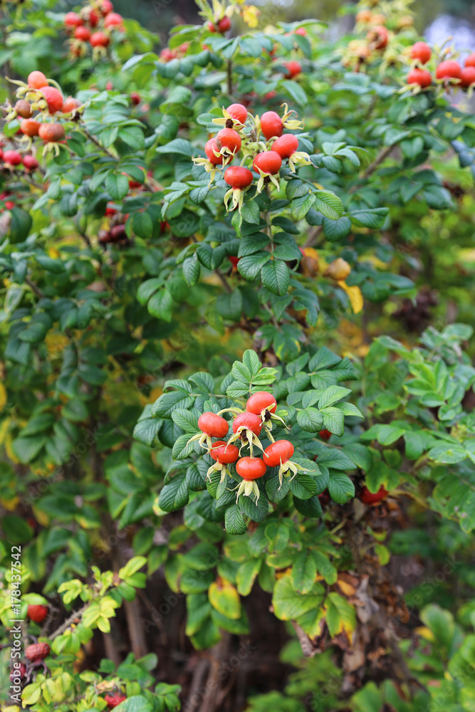 Branches with  dog rose fruits