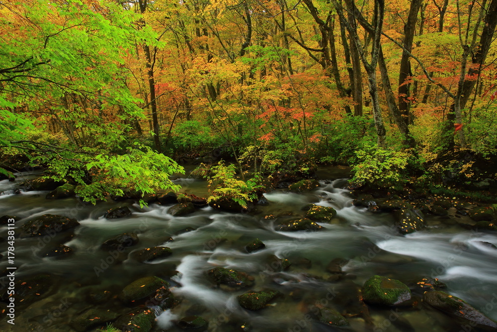 紅葉の奥入瀬渓流