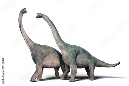 Brachiosaurus altithorax couple (3d render isolated on white background) © dottedyeti