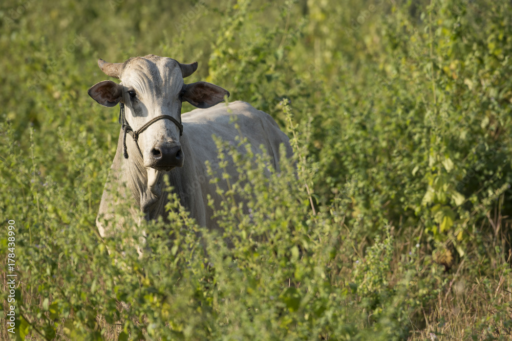 Close up of Indian Gray Color Bull Standing in Field
