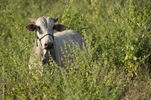 Close up of Indian Gray Color Bull Standing in Field  