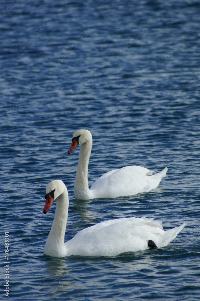 Swans Swans