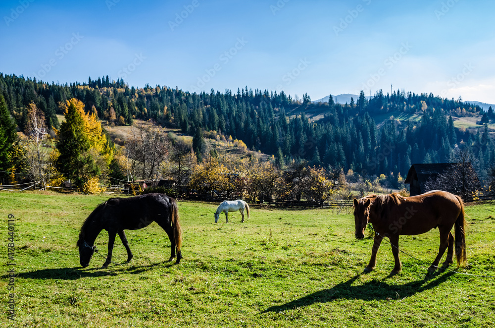 Ukrainian Carpathian Mountains in the autumn season Ukrainian Carpathian Mountains in the autumn season