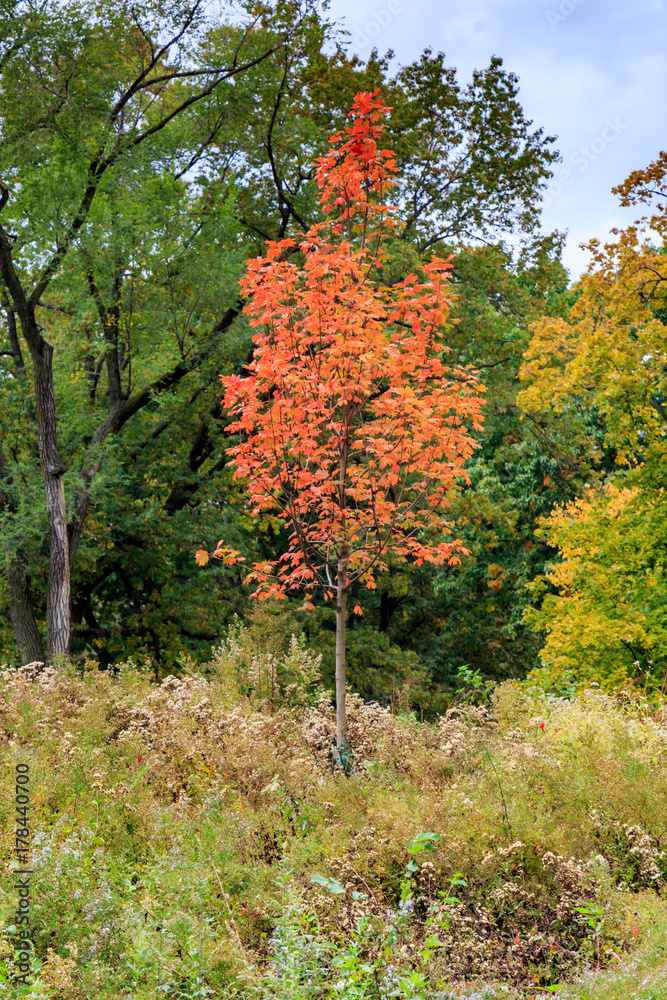 Naklejka premium Autumn in Central Park