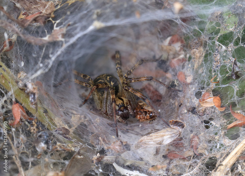 Labyrinth Spider (Agelena labyrinthica) in her funnel-shaped web, Welney WWT Reserve, Norfolk, England, UK.