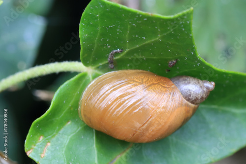 Amber Snail, (Succinea putris), Welney WWT Reserve, Norfolk, England, UK.