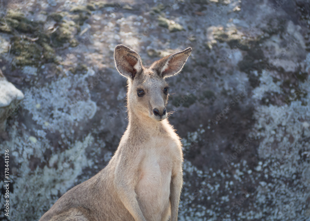 Easter Grey Kangaroo back lit by the sun early in the morning with rocks in the background