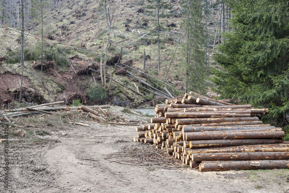 Heap of trees on path in Tatras National Park.