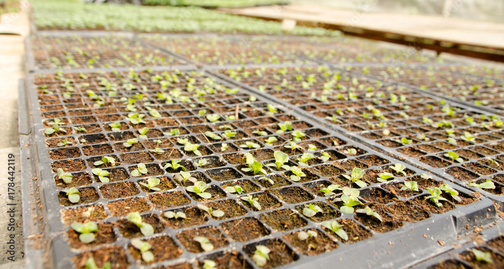 Obraz premium Young seedlings of cucumbers in tray. The vegetable tray in the farm.