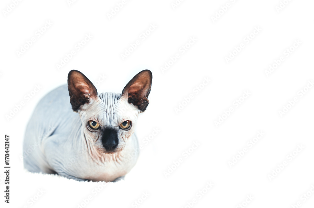 Cat of breed the canadian Sphynx isolated