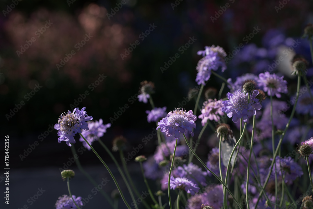Obraz premium Scabiosa columbaria ' butterfly blue ', blossom on dark background
