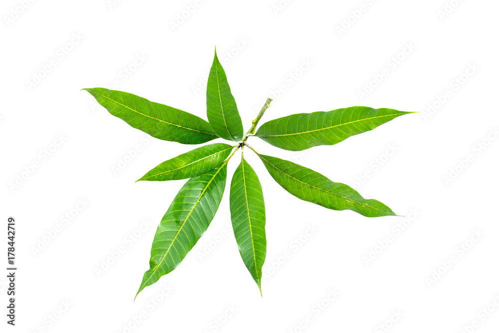 mango leaves isolated on white background.