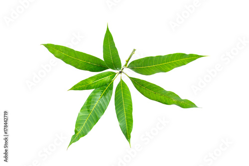 mango leaves isolated on white background.