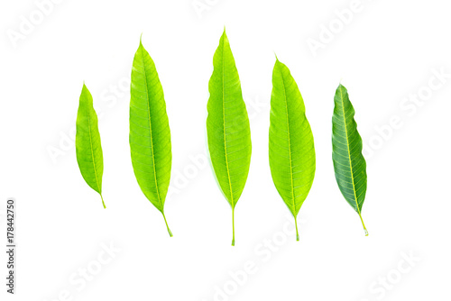 mango leaves isolated on white background.
