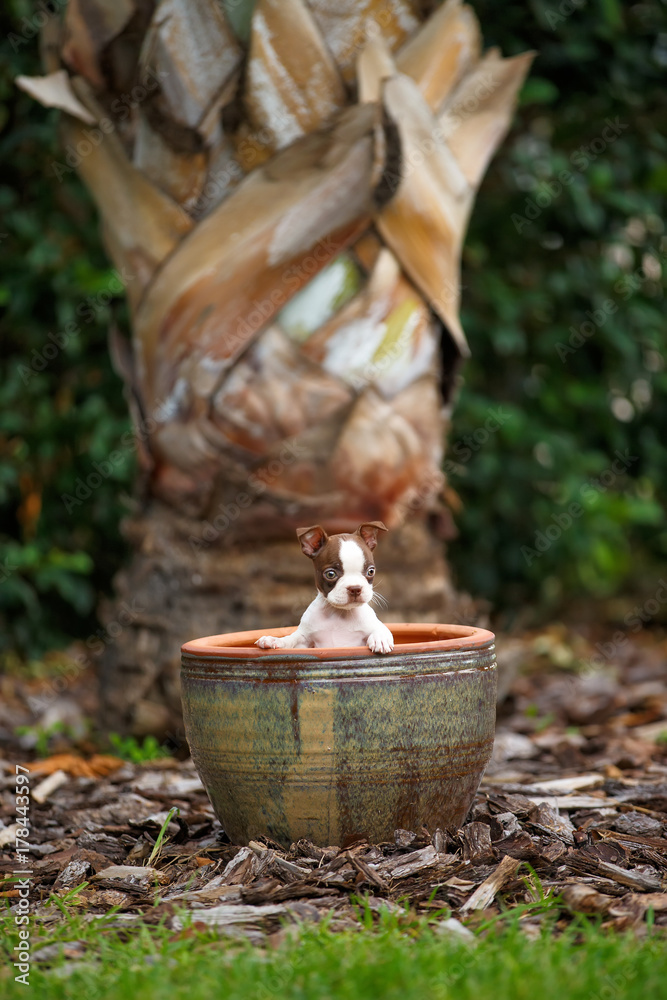 Obraz premium Bucket