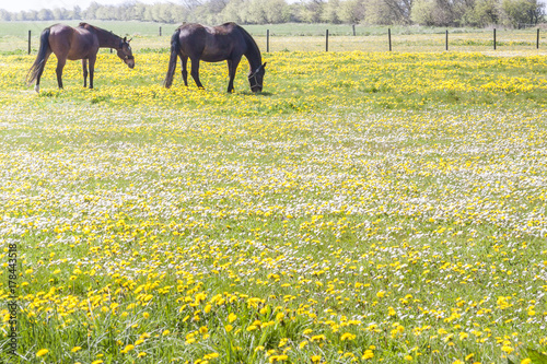 Horses on pasture - Denmark photo