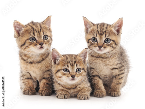 Fototapeta Naklejka Na Ścianę i Meble -  Three kittens.