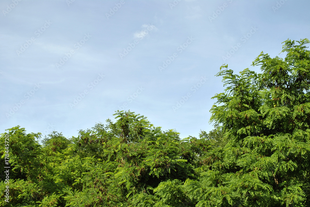 green trees against the sky