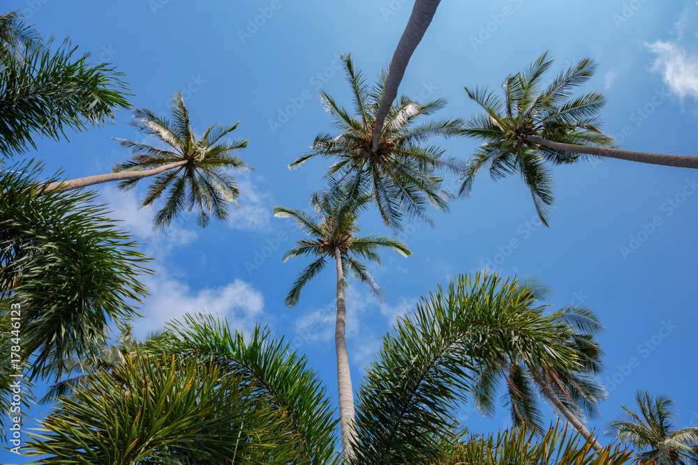Coconut palms on the background of blue sky Coconut palms on the background of blue sky