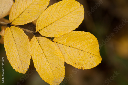 yellow autumn leaf with a graphic pattern of veins
