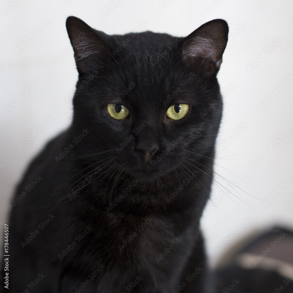 Gato negro (retrato)