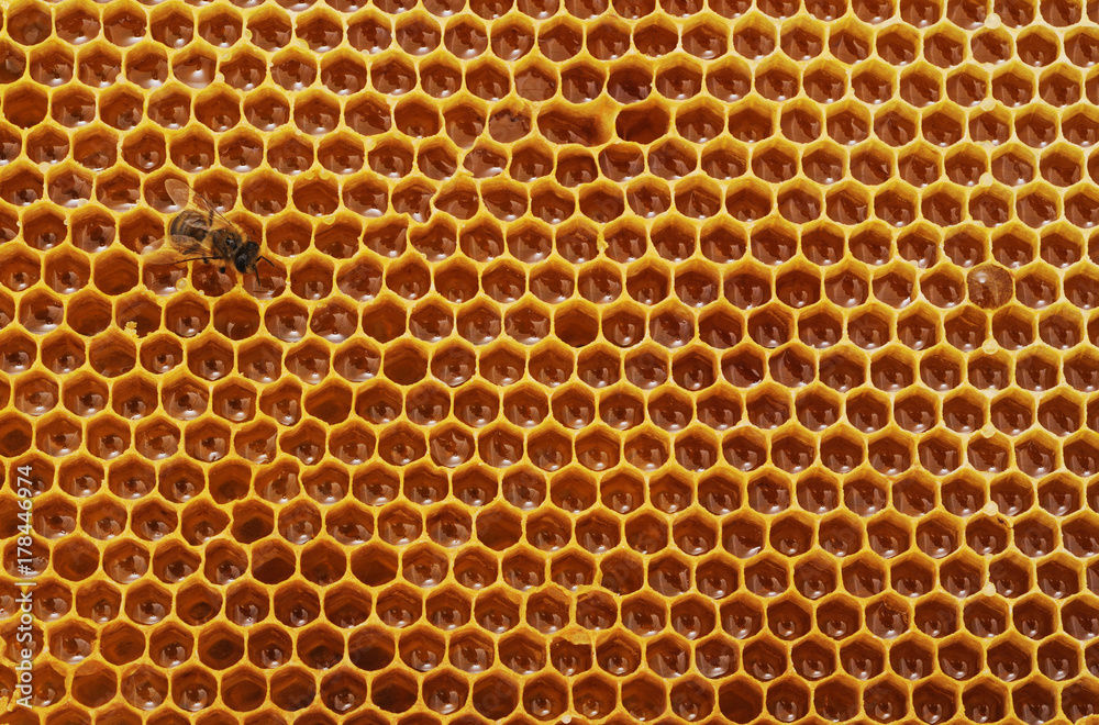 Bee on honeycomb.