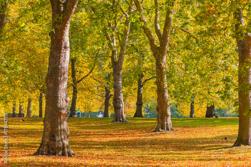 Autumn scene in Green Park, London