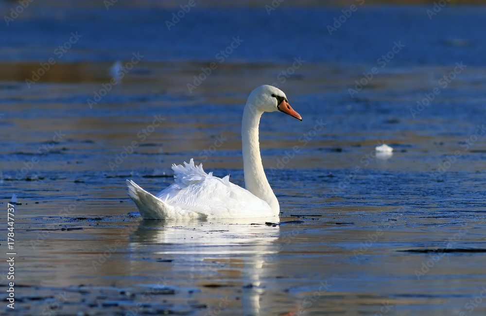 Cygnus olor. Muta Swan in mane ad lacum in Yamal Peninsula