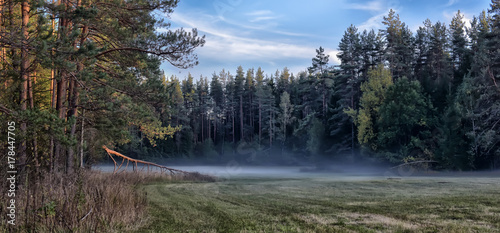 the fog melts in a clearing in a pine forest