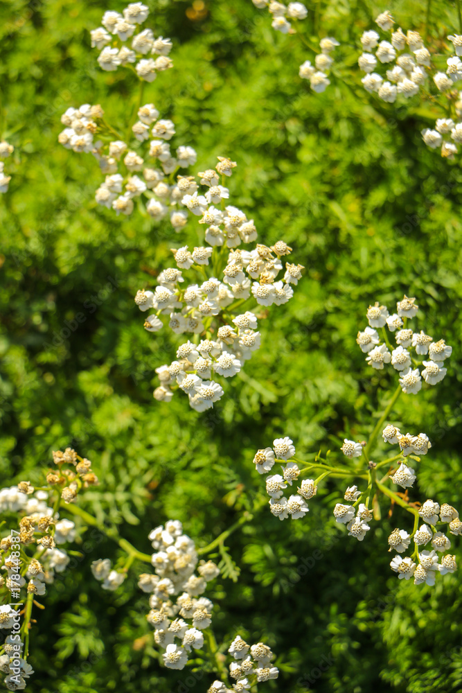 Mountain tea herbs Achillea Millefolium - Yarrow plant Mountain tea herbs Achillea Millefolium - Yarrow plant
