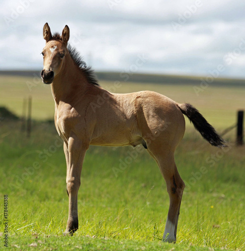 Young colt standing in meadow