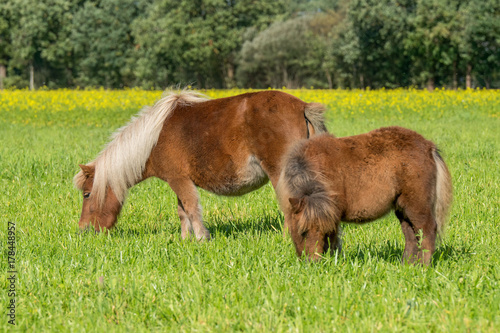 Shetlandponys