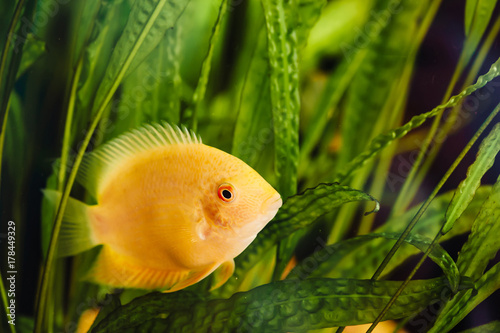 Heros severus floats in a home aquarium among algae. A big yellow fish.