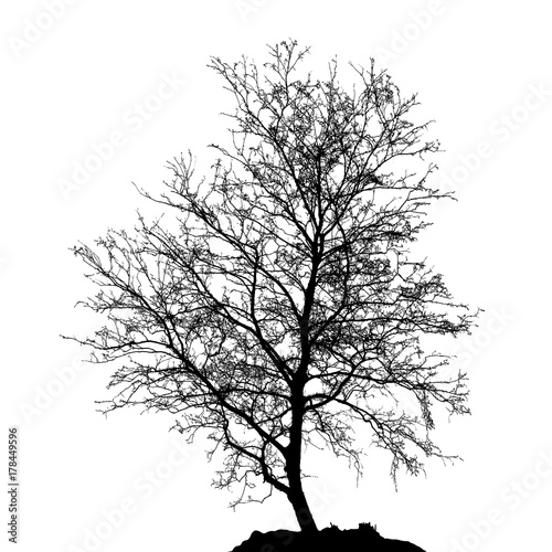 Realistic birch tree silhouette (Vector illustration).ai10